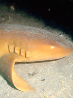 A nurse shark